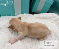 Penn, a male Shorkie for sale in Scottsdale, AZ – 6 of 10