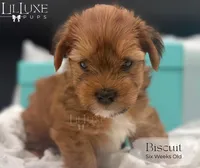 Biscuit, a male Yorkshire Terrier for sale in Scottsdale, AZ – 7 of 8