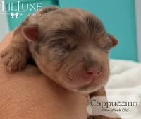 Cappuccino, a female Yorkshire Terrier for sale in Scottsdale, AZ – 7 of 10