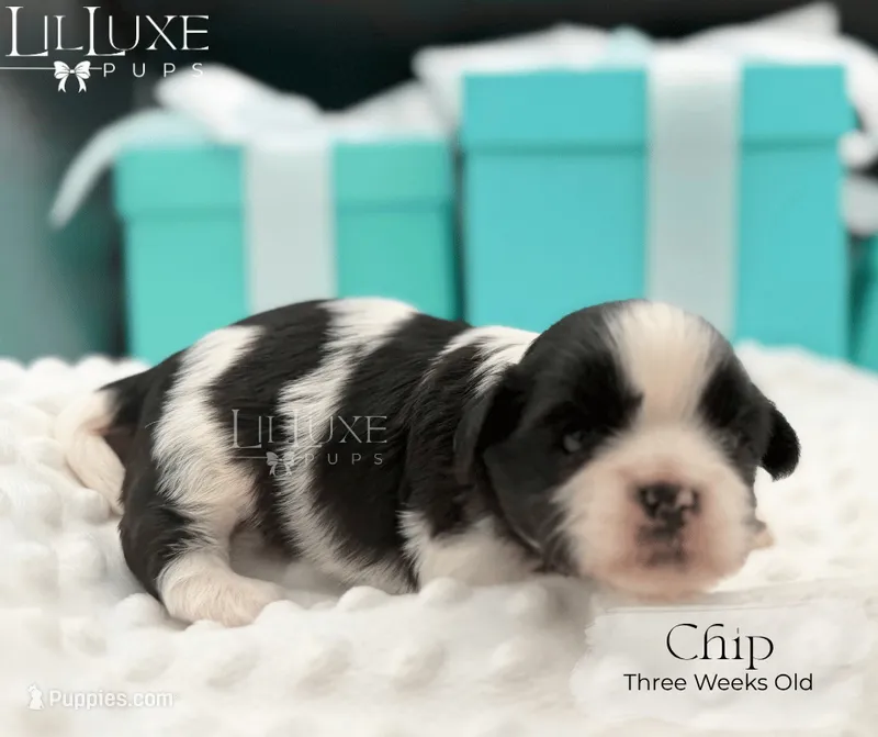 Chip – Shorkie puppy for sale in Scottsdale, AZ
