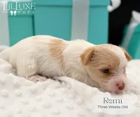 Remi, a female Yorkshire Terrier for sale in Scottsdale, AZ – 7 of 10