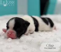 Chip, a male Shorkie for sale in Scottsdale, AZ – 6 of 10