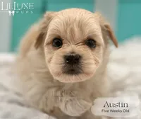 Austin, a male Morkie for sale in Scottsdale, AZ – 3 of 10