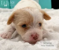 Remi, a female Yorkshire Terrier for sale in Scottsdale, AZ – 9 of 10