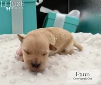 Penn, a male Shorkie for sale in Scottsdale, AZ – 7 of 10