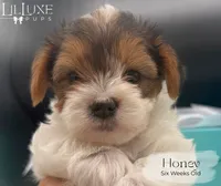 Honey , a female Yorkshire Terrier for sale in Scottsdale, AZ – 3 of 9