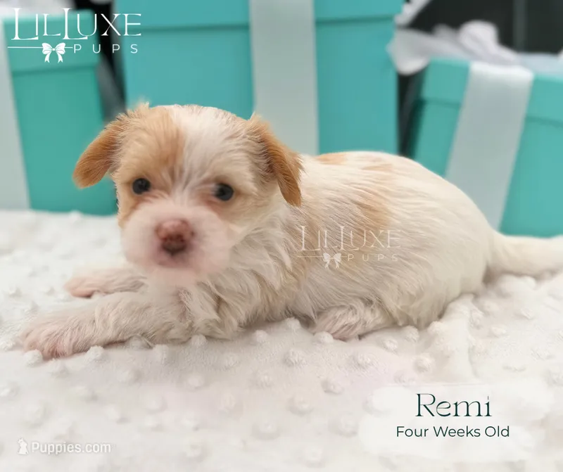 Remi – Yorkshire Terrier puppy for sale in Scottsdale, AZ