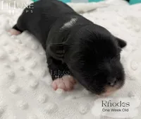Rhodes, a male Shorkie for sale in Scottsdale, AZ – 2 of 9