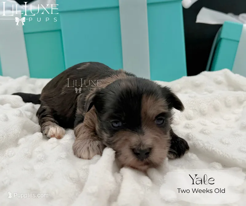 Yale – Shorkie puppy for sale in Scottsdale, AZ