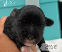 Rhodes, a male Shorkie for sale in Scottsdale, AZ – 7 of 9
