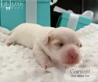 Cornell, a male Shorkie for sale in Scottsdale, AZ – 3 of 9