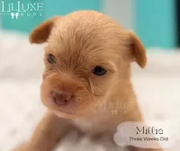Millie, a female Yorkshire Terrier for sale in Scottsdale, AZ – 5 of 10