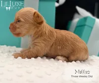 Millie, a female Yorkshire Terrier for sale in Scottsdale, AZ – 10 of 10