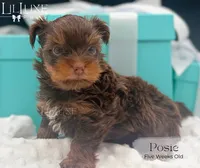 Posie, a female Yorkshire Terrier for sale in Scottsdale, AZ – 7 of 9