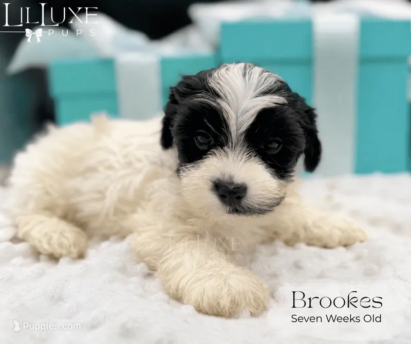 Brookes – Yorkshire Terrier puppy for sale in Scottsdale, AZ