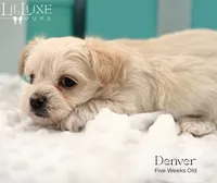 Denver, a male Morkie for sale in Scottsdale, AZ – 6 of 10