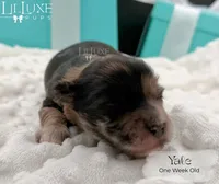 Yale, a male Shorkie for sale in Scottsdale, AZ – 8 of 10