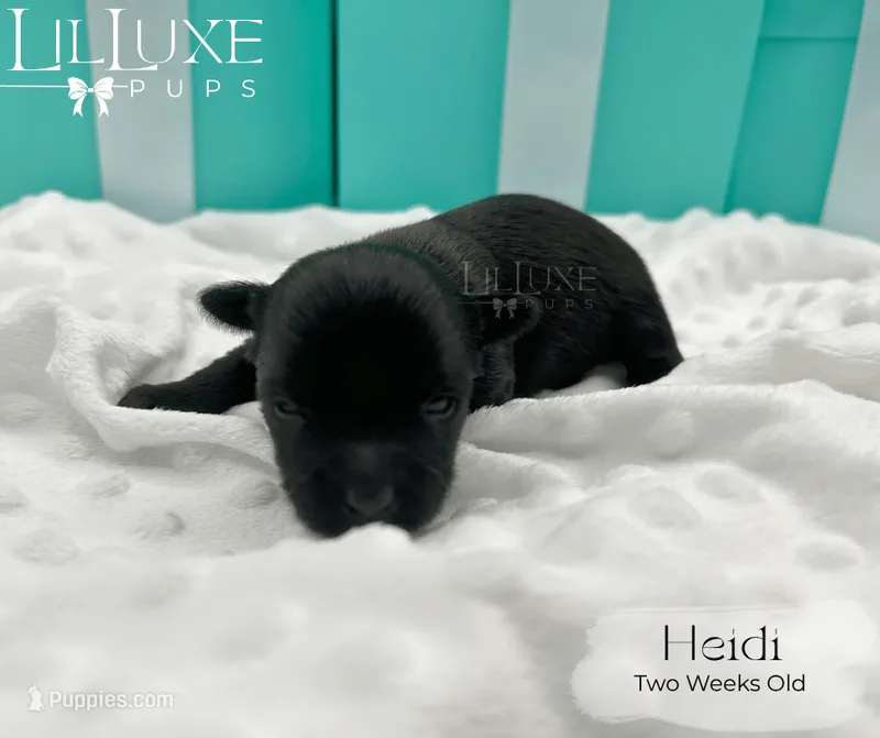 Heidi – Yorkshire Terrier puppy for sale in Scottsdale, AZ
