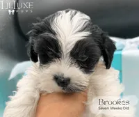 Brookes, a male Yorkshire Terrier for sale in Scottsdale, AZ – 10 of 10