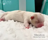 Winston, a male Yorkshire Terrier for sale in Scottsdale, AZ – 6 of 9