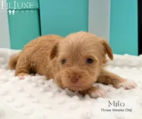 Milo, a male Yorkshire Terrier for sale in Scottsdale, AZ – 1 of 10