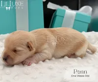 Penn, a male Shorkie for sale in Scottsdale, AZ – 9 of 10