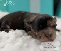 Yale, a male Shorkie for sale in Scottsdale, AZ – 9 of 10