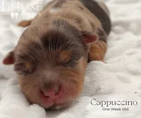 Cappuccino, a female Yorkshire Terrier for sale in Scottsdale, AZ – 9 of 10