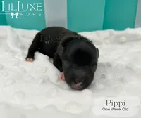 Pippi, a female Yorkshire Terrier for sale in Scottsdale, AZ – 2 of 10