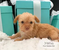 Millie, a female Yorkshire Terrier for sale in Scottsdale, AZ – 4 of 10