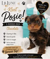Posie, a female Yorkshire Terrier for sale in Scottsdale, AZ – 1 of 9