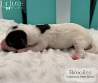 Brookes, a male Yorkshire Terrier for sale in Scottsdale, AZ – 10 of 10