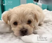 Denver, a male Morkie for sale in Scottsdale, AZ – 5 of 10