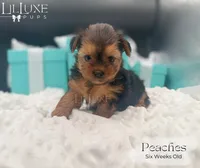 Peaches, a female Yorkshire Terrier for sale in Scottsdale, AZ – 5 of 10