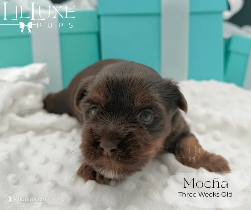 Mocha – Yorkshire Terrier puppy for sale in Scottsdale, AZ