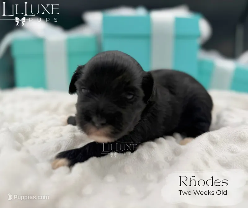 Rhodes – Shorkie puppy for sale in Scottsdale, AZ