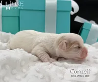 Cornell, a male Shorkie for sale in Scottsdale, AZ – 5 of 9