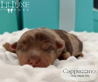 Cappuccino, a female Yorkshire Terrier for sale in Scottsdale, AZ – 4 of 10