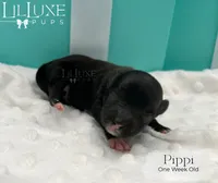Pippi, a female Yorkshire Terrier for sale in Scottsdale, AZ – 10 of 10