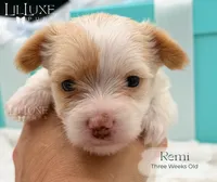 Remi, a female Yorkshire Terrier for sale in Scottsdale, AZ – 10 of 10