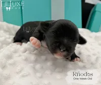Rhodes, a male Shorkie for sale in Scottsdale, AZ – 5 of 9