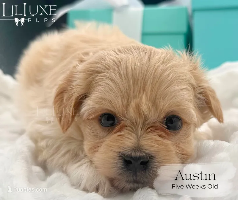 Austin – Morkie puppy for sale in Scottsdale, AZ
