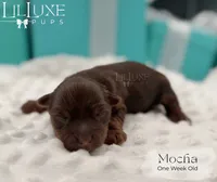 Mocha, a female Yorkshire Terrier for sale in Scottsdale, AZ – 3 of 10