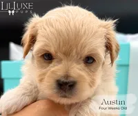 Austin, a male Morkie for sale in Scottsdale, AZ – 9 of 10