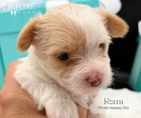Remi, a female Yorkshire Terrier for sale in Scottsdale, AZ – 3 of 10