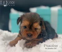 Peaches, a female Yorkshire Terrier for sale in Scottsdale, AZ – 4 of 10