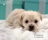 Denver, a male Morkie for sale in Scottsdale, AZ – 3 of 10