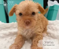 Millie, a female Yorkshire Terrier for sale in Scottsdale, AZ – 3 of 10