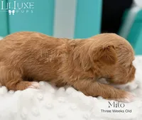 Milo, a male Yorkshire Terrier for sale in Scottsdale, AZ – 8 of 10