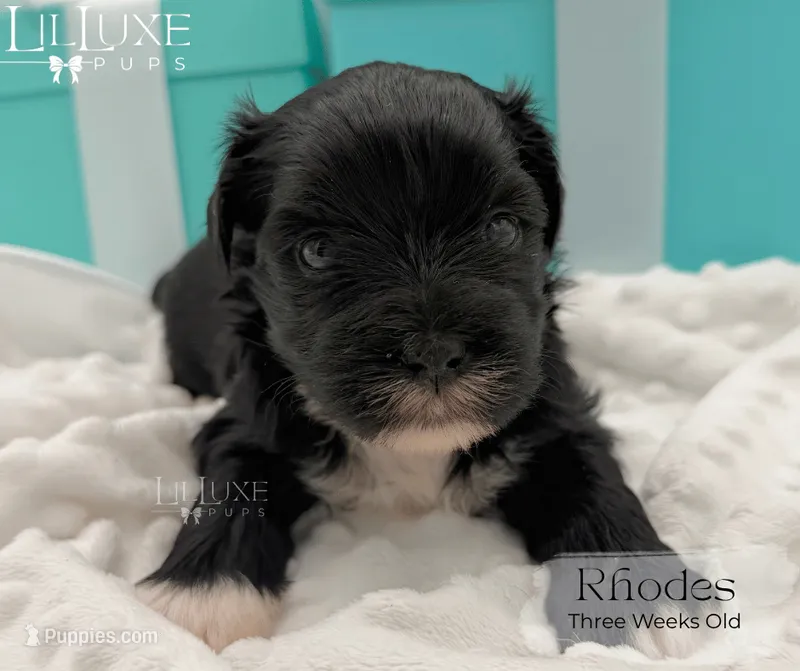 Rhodes – Shorkie puppy for sale in Scottsdale, AZ